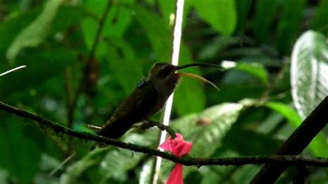 male hummingbirds sing for sex