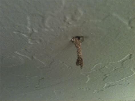 Help Me Identify This Coming Out Of My Flat Ceiling Diy Forums