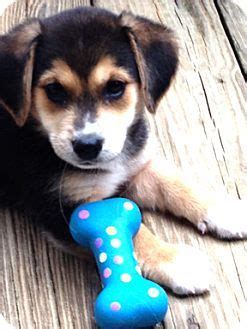 Adopt@ral.org adoption center is closed. Beagle Puppies For Adoption Richmond Va | Beagle Puppy