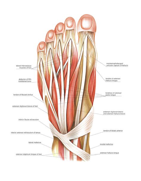Muscles Of The Foot Photograph By Asklepios Medical Atlas Pixels The