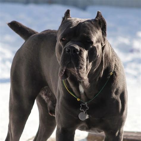 Albums 99 Pictures Cane Corso Pictures Italian Mastiffs Full Hd 2k 4k