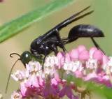 Pictures of Large Black Wasp