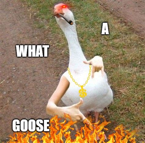 Gangsta Goose Imgflip