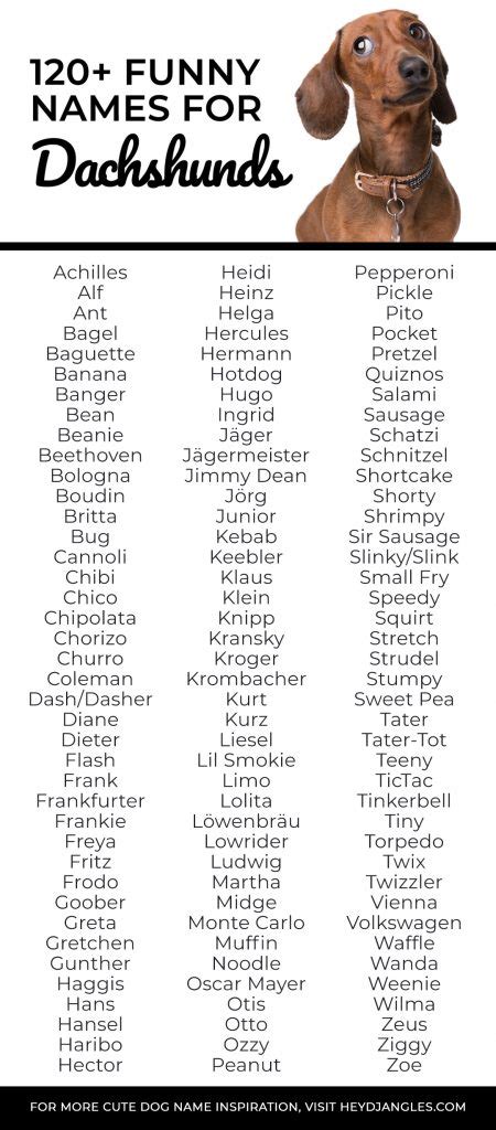 Top 127 Funny Wiener Dog Names