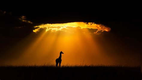 一只肯尼亚马赛马拉国家保护区的长颈鹿 2022 05 13 必应壁纸 必应之美由此开始 必应今日美图