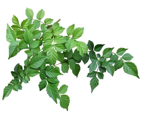 Leaves Png Isolated Image Png Mart