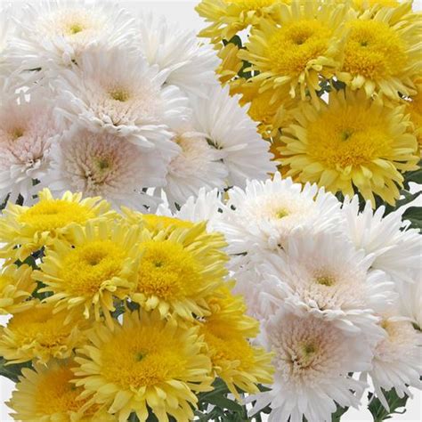 Cremon Mums Flower Best Flower Site