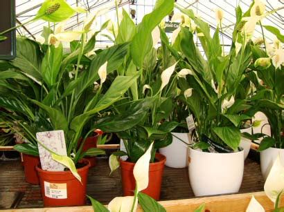 Find gas refilling plant manufacturers on exporthub.com. Where can you buy Houseplants? | Our House Plants