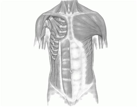 The abdominal external oblique muscle (also external oblique muscle, or exterior oblique) is the largest and outermost of the three flat abdominal muscles of the lateral anterior abdomen. Muscles of the anterior chest - PurposeGames