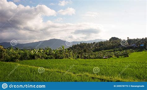 Rice Field Landscape In Tropical Countryside When The Weather Is Sunny