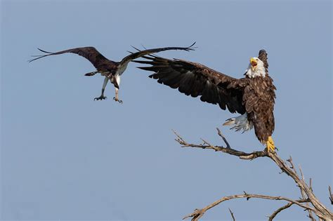 Osprey Attacking Bald Eagle Photograph By Dan Ferrin Pixels