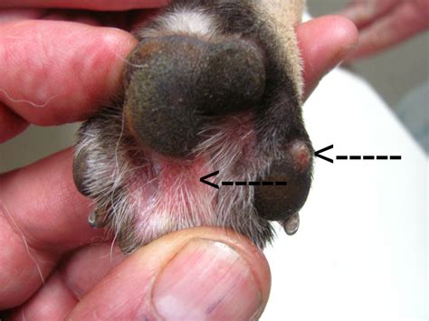 The Pet Clinic Pododermatitis