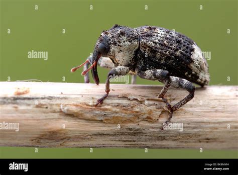 Snout Beetles Hi Res Stock Photography And Images Alamy