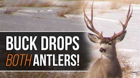 Buck Drops Both Antlers At Once Mule Deer Shed Hunting Wildlife