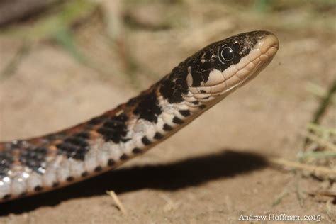Kirtlands Snake Pa Herp Identification