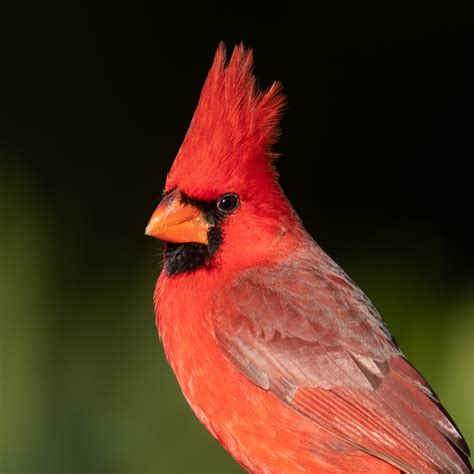 Northern Cardinal ⋆ Tucson Audubon