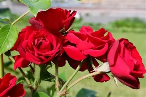 5 Cara Praktis Merawat Bunga Mawar Di Halaman Rumah Agar Rimbun Dan
