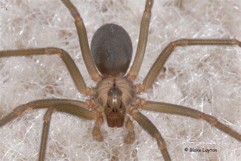 Mississippi Garden Spiders Poisonous Garden Ftempo