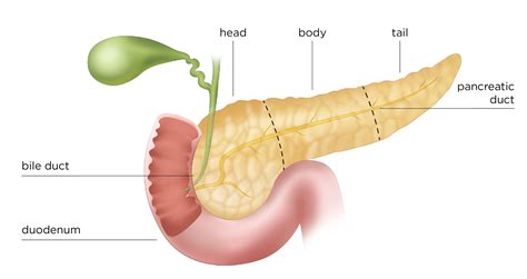 Anatomy Of The Pancreas Pdf