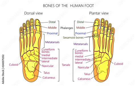 Vector Illustration Of A Human Leg With Denominations Of The Bones Of The Foot Anatomy Of