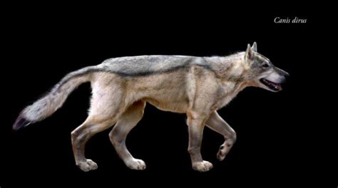 Extinct Wolf Species From Prehistoric Times To Now Jonathan H Kantor
