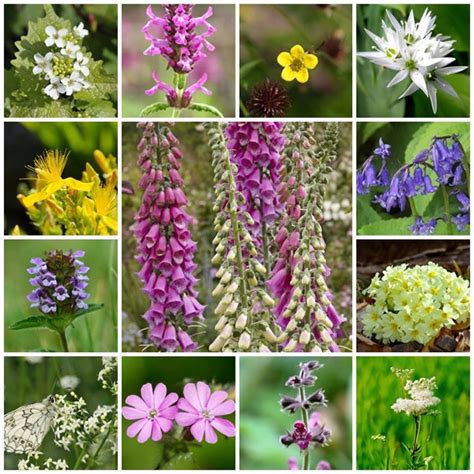 British Native Wildflower Seeds Woodland And Shade Mix 2g Or Etsy