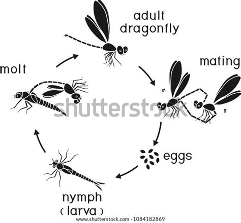 Life Cycle Of Dragonfly Sequence Of Stages Of Development Of Dragonfly From Egg To Adult Insect
