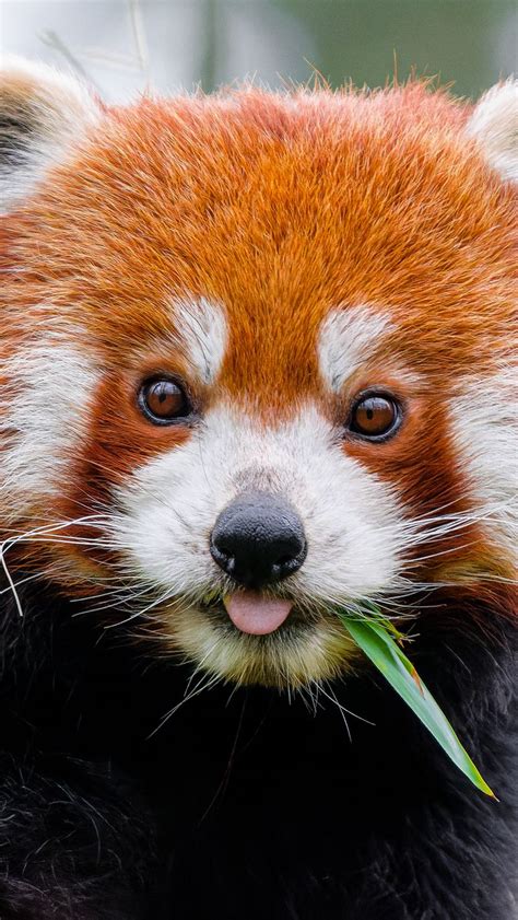 Download Wallpaper 800x1420 Red Panda Protruding Tongue Animal Leaf