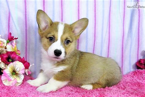 Puppyspot connects dog lovers with responsible breeders online. Cowboy: Corgi puppy for sale near Denver, Colorado ...