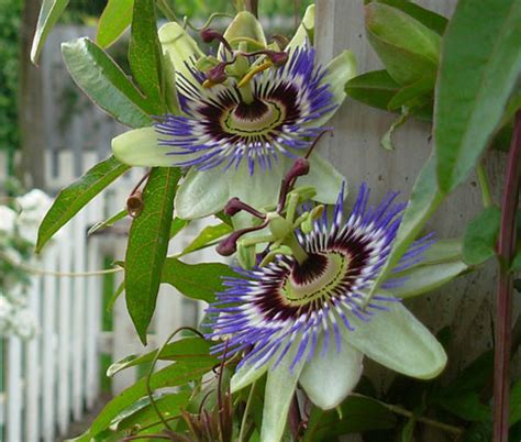 Passion Flower Blue Passiflora Caerulea Seeds