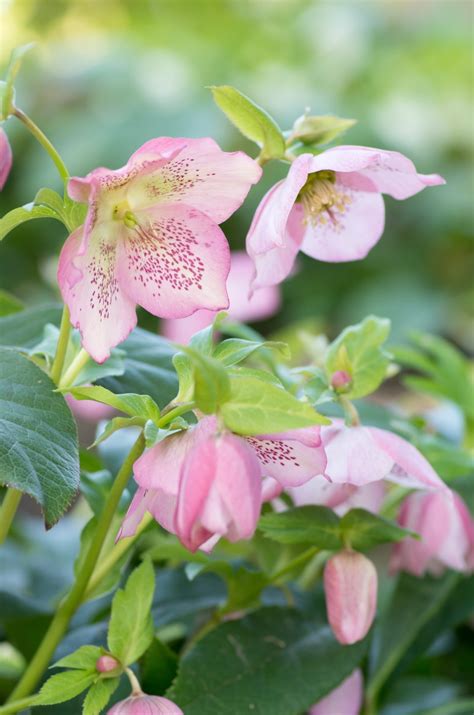 #winterflower #winterplant #flower #flowerplants(part 1 winter flower)there is a lot of varieties of flowers that grow in winter, that is why we cannot tell. Hellebores, the Winter Rose