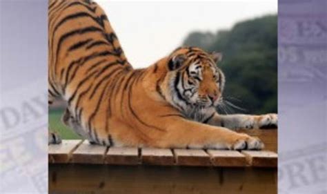 Tanvir The Tiger Is A Scaredy Cat Uk News Uk