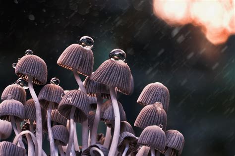 Evening Rain Stuffed Mushrooms Magical Mushrooms Fungi Images