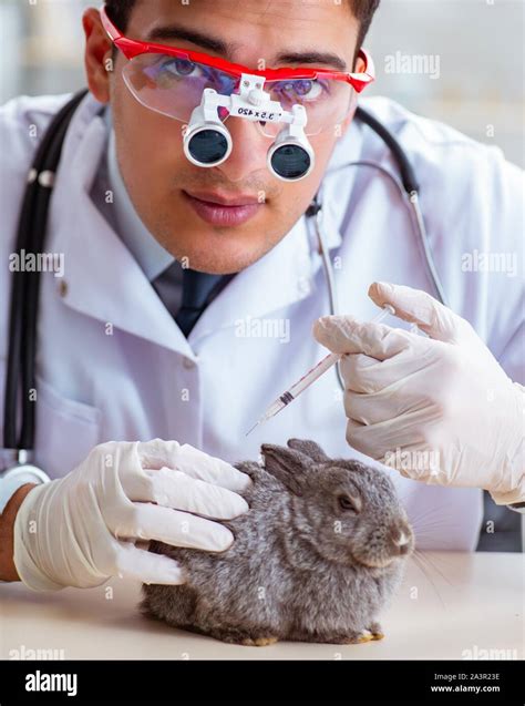 The Scientist Doing Testing On Animals Rabbit Stock Photo Alamy