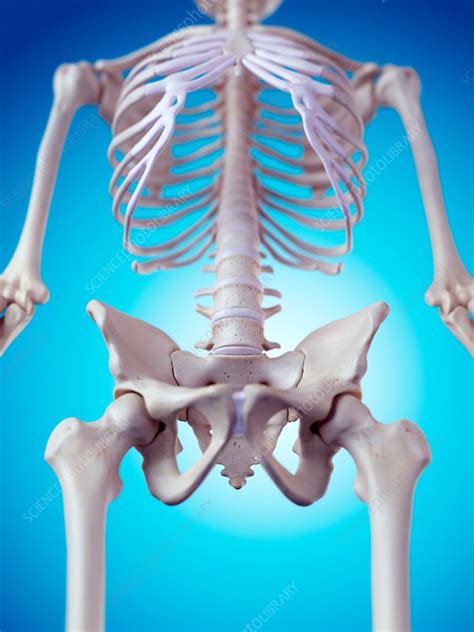 Human Pelvic Bones Stock Image F0158233 Science Photo Library