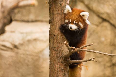 Red Panda Cubs Leaving Lincoln Park Zoo Chicago News Wttw