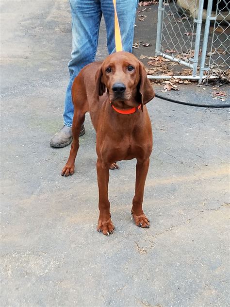 Redbone Coonhound Dog For Adoption In Blairsville Ga Adn 510064 On