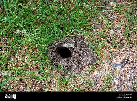 Mole Hole To Allow Air Into The Moles Tunnel System Stock Photo Alamy