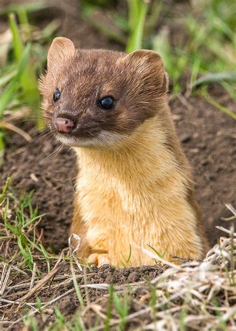 Long Tailed Weasel Zoo Animals Cute Animals Animal References