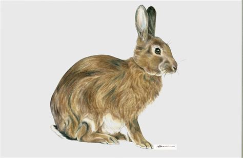 Scientific Illustration Ashleybravin “european Rabbit” 2012 Colored
