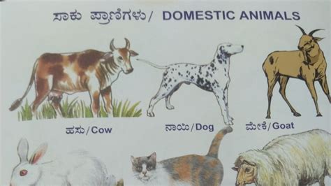 Learn Domestic Animal Names In Kannada Saaku Pranigalu Domestic