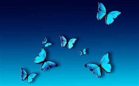 Blue Butterfly Wallpapers Top Free Blue Butterfly Backgrounds