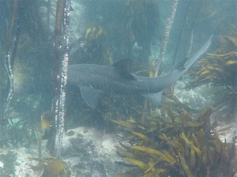 Spotted Gully Shark Cape St Francis · Inaturalist