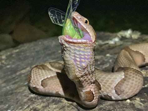 Photographer Captures Striking Images Of Copperhead Snake Devouring
