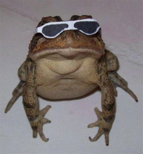 This Frog Has Sunglasses Mildly Interesting Rmildlyintresting