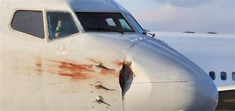 Christine Negroniamerican Jet Strikes Birds On Landing Lots Of Blood