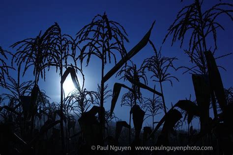 Corn Field On A Moonlit Night Photograph 8x12 Print Matted On White