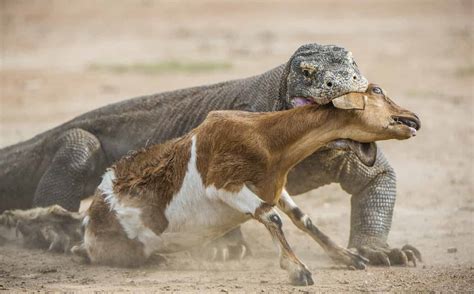 Komodo Dragon Raids Goat Farmers Yard But Quickly Swallows The