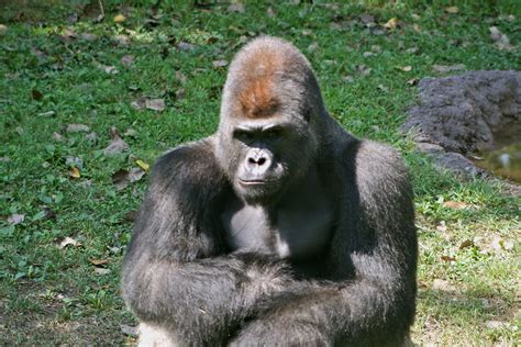 Sulky Gorilla Brian Ford Flickr