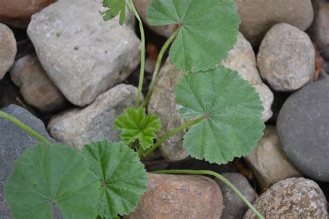 Common Mallow Is A Broadleaf Weed That Produces Light